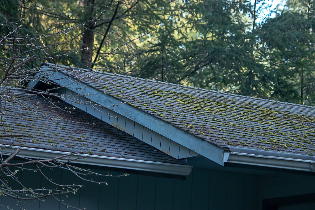 mossy green growth on roof line of old house 