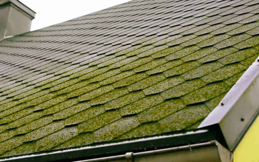 Roof Moss Removal: Protect & Preserve Your Roof