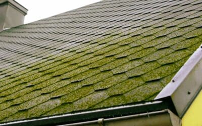 Roof Moss Removal: Protect & Preserve Your Roof