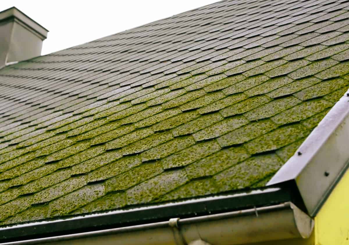 mossy roof tiles