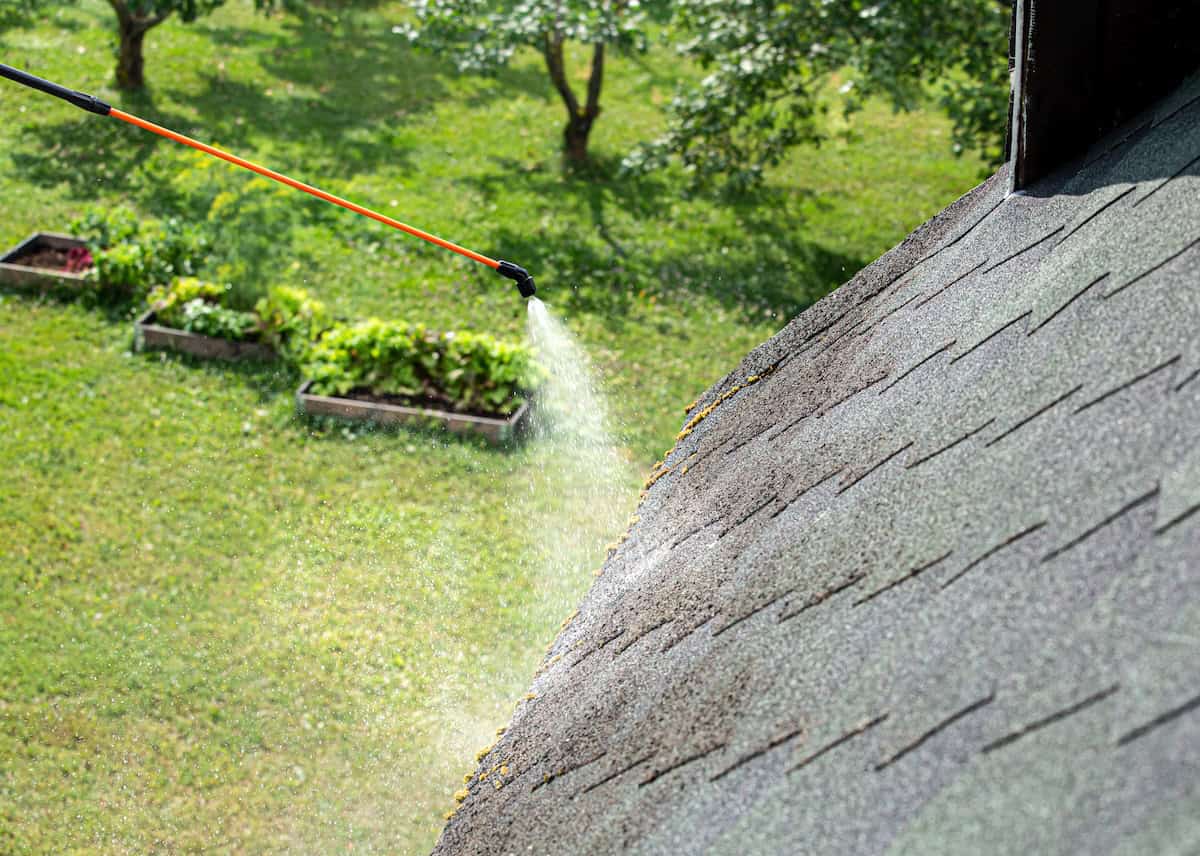 Spraying moss removing chemical to domestic home roof