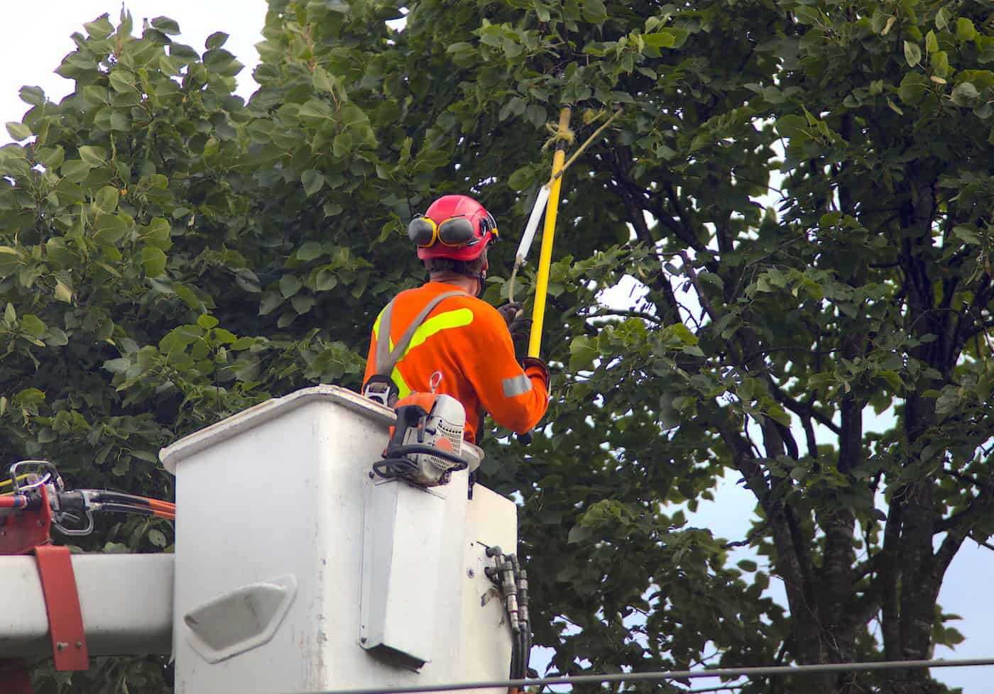 trimming tree wind damage prevention