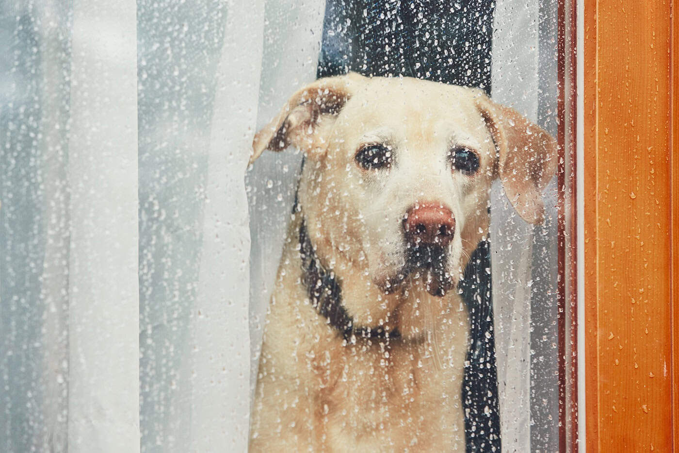 dog looking outside window at rain