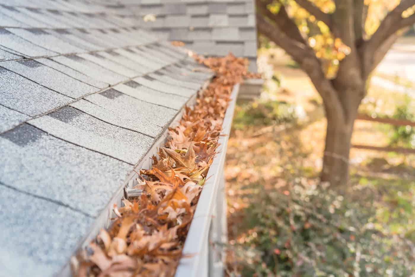 gutters with leaves in them in need of cleaning