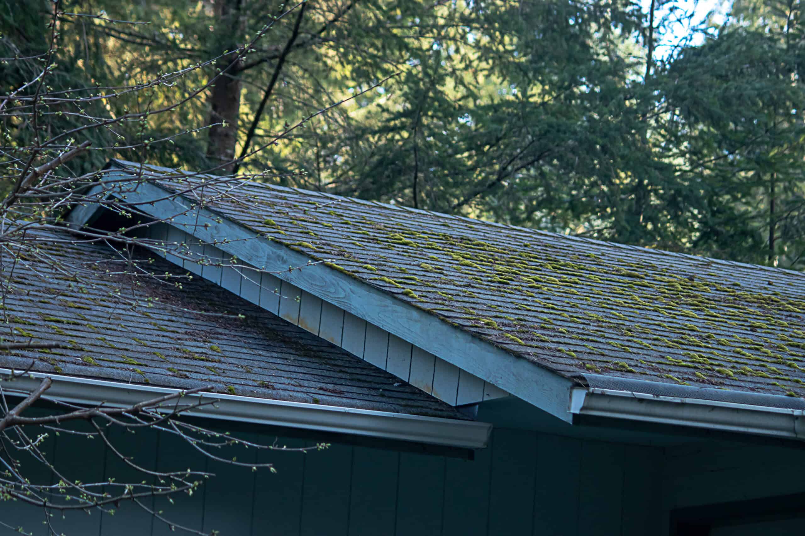 mossy green growth on roof line of old house in washington state