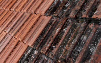 Roof Mold Removal (Step by Step for Homeowners)