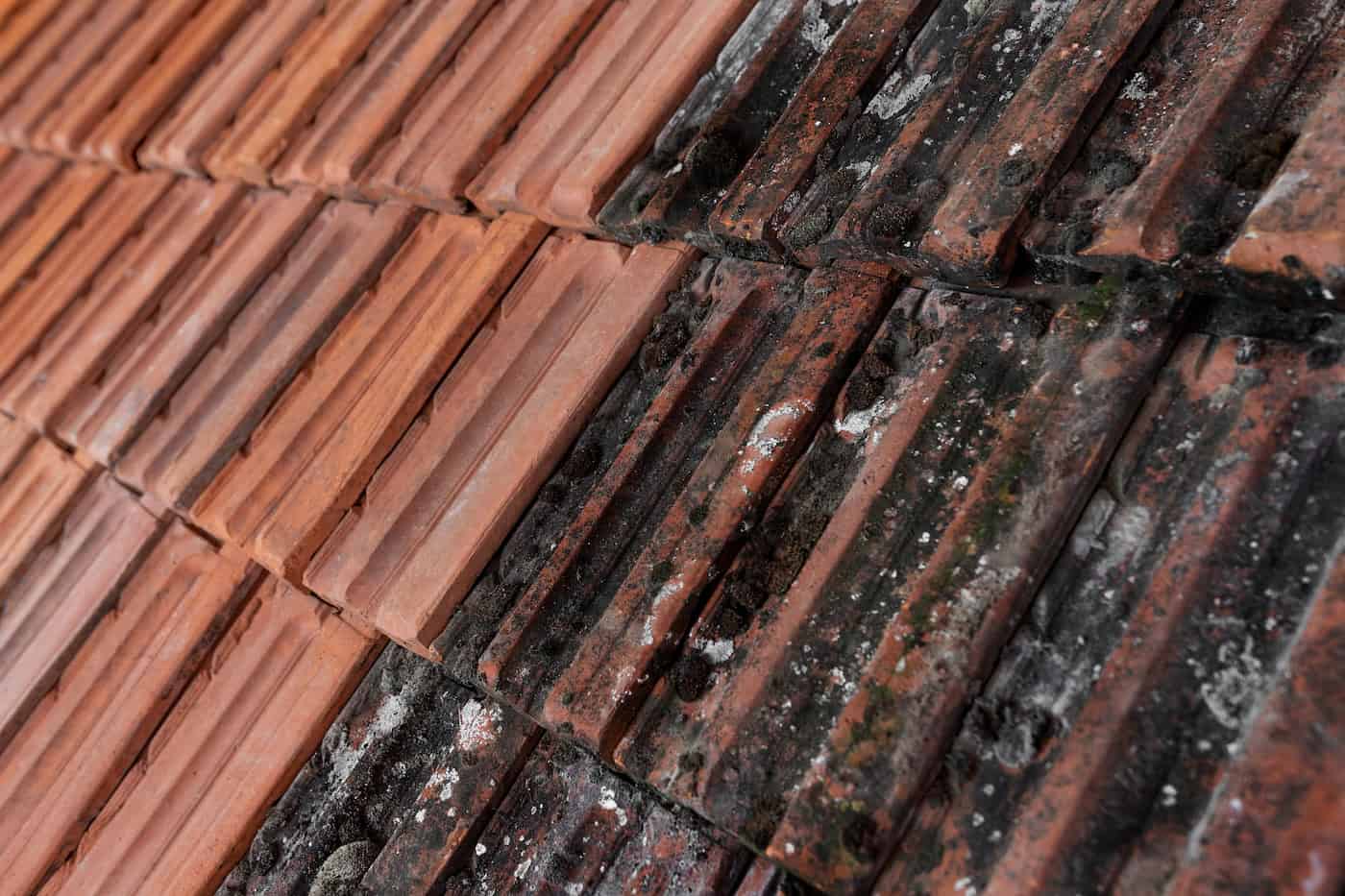 tile roof with mold